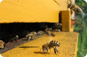 Доставка пчелиного мёда