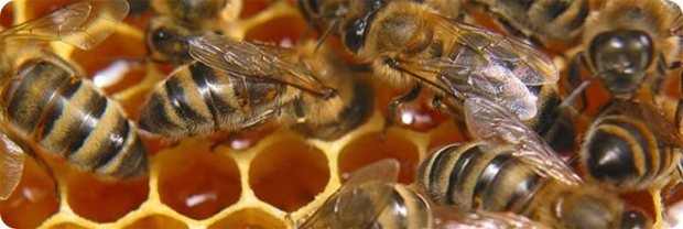 Наши пчелы работают